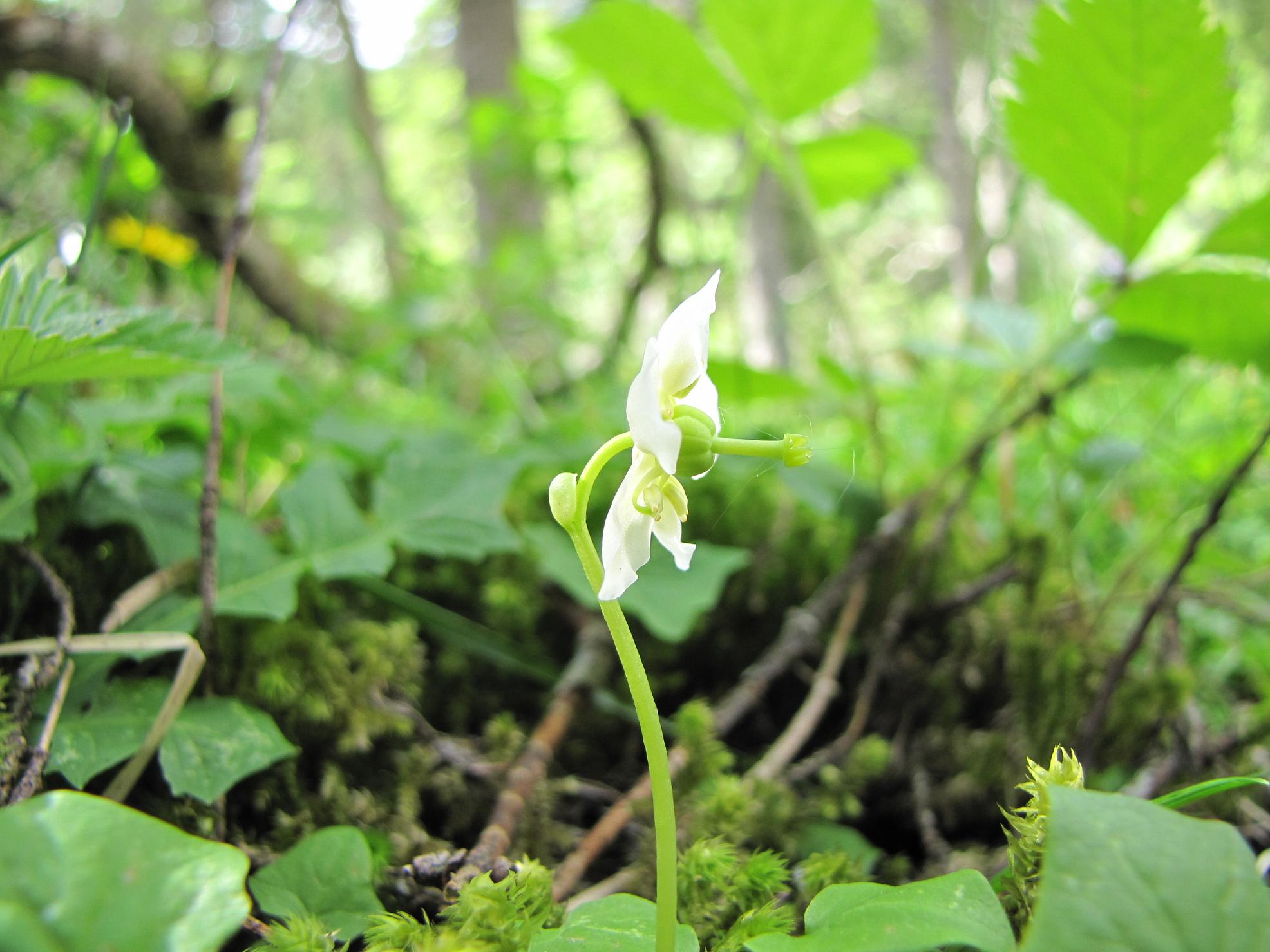 Moneses uniflora o Pirola uniflora